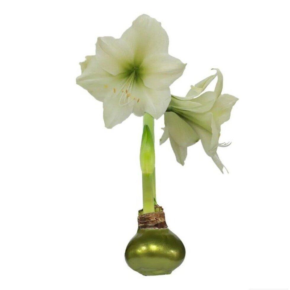 Olive Amaryllis Bulb