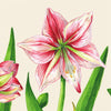 Amaryllis Blooms Cocktail Napkin