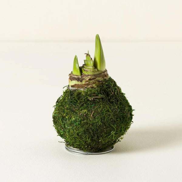 Moss Amaryllis Bulb