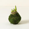 Moss Amaryllis Bulb