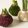 Moss Amaryllis Bulb