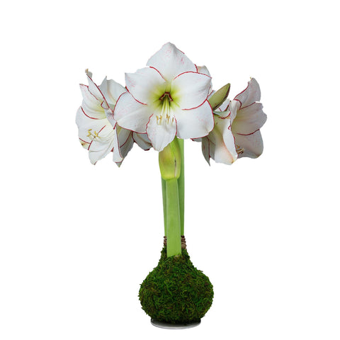 Moss Amaryllis Bulb