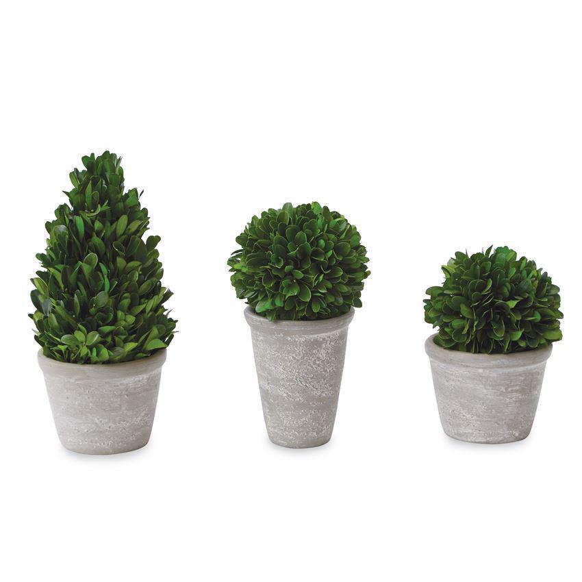 Boxwood Planter Pot