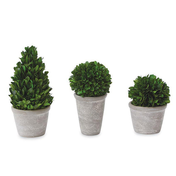 Boxwood Planter Pot