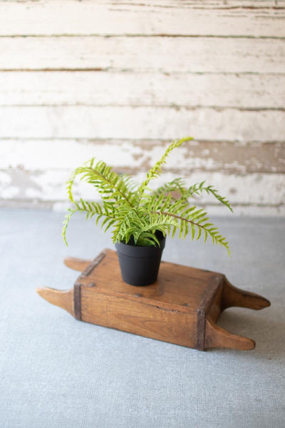 Potted Fern