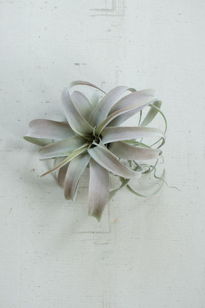 Large Air Plant