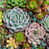 Sensitive Succulents Paint By Numbers Kit