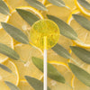 Amborella Organic Seed Bearing Lollipop