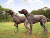 Remi & Reese Paint By Numbers Kit
