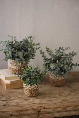 Eucalyptus Woven Arrangement