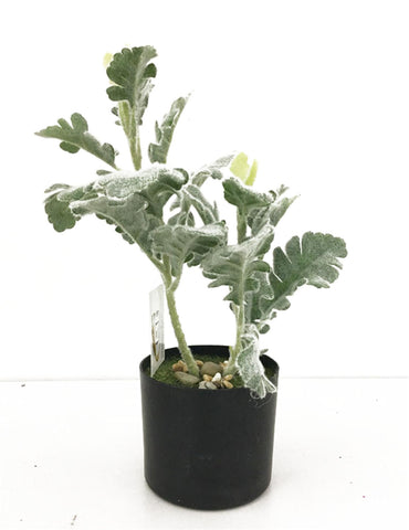 Fructus Plant