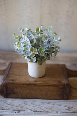 Potted Sage