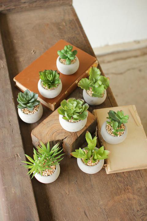 Small Succulent Plant