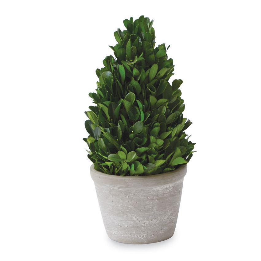 Boxwood Planter Pot