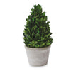 Boxwood Planter Pot