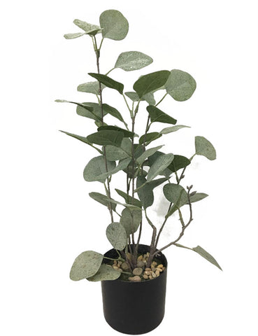 Money Leaf Plant